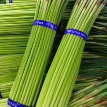 金乡红毛蒜薹50~60厘米