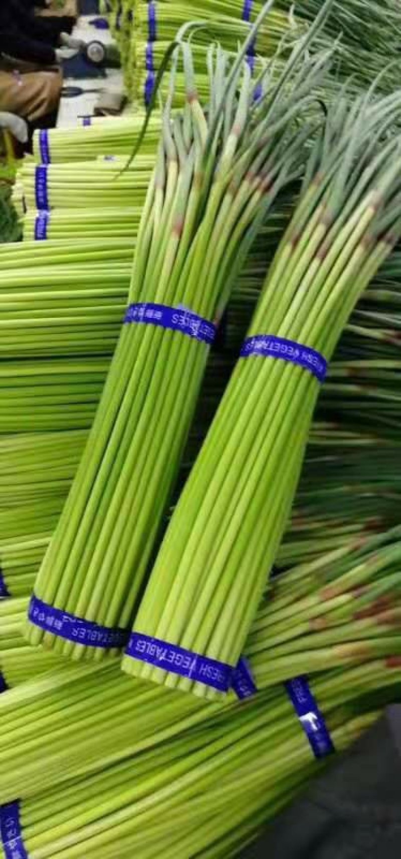 金乡红毛蒜薹50~60厘米