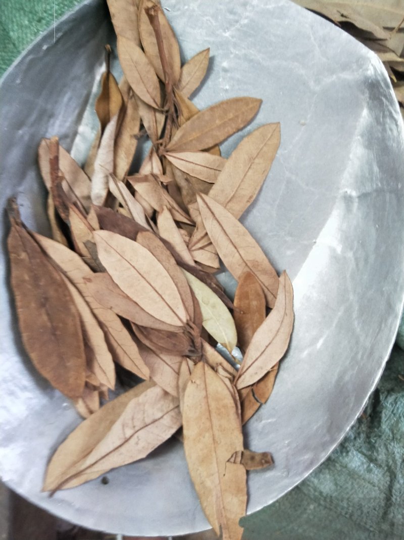 金叶子供应上千种中药材批发零售量大从优