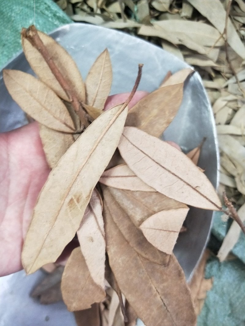 金叶子供应上千种中药材批发零售量大从优