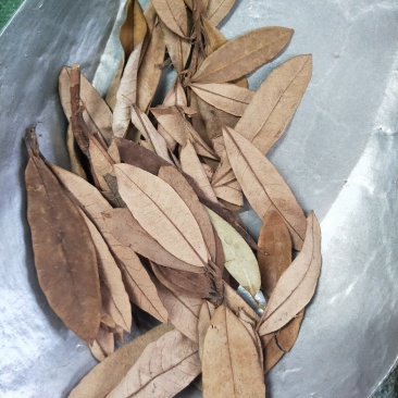 金叶子供应上千种中药材批发零售量大从优