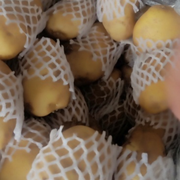 荷兰15土豆大量上市，精品，货源稳定，走货快。欢迎来电。