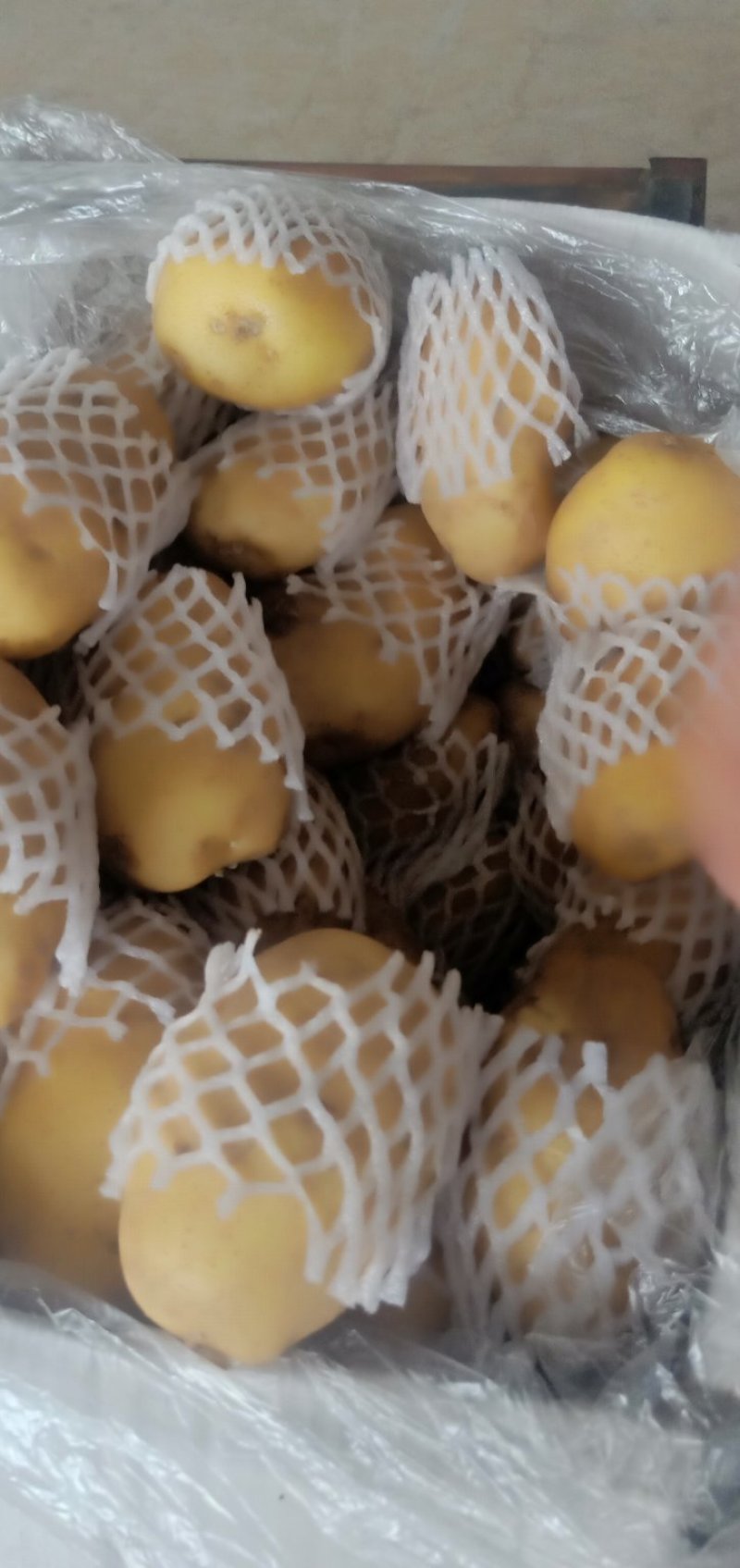 荷兰15土豆大量上市，精品，货源稳定，走货快。欢迎来电。