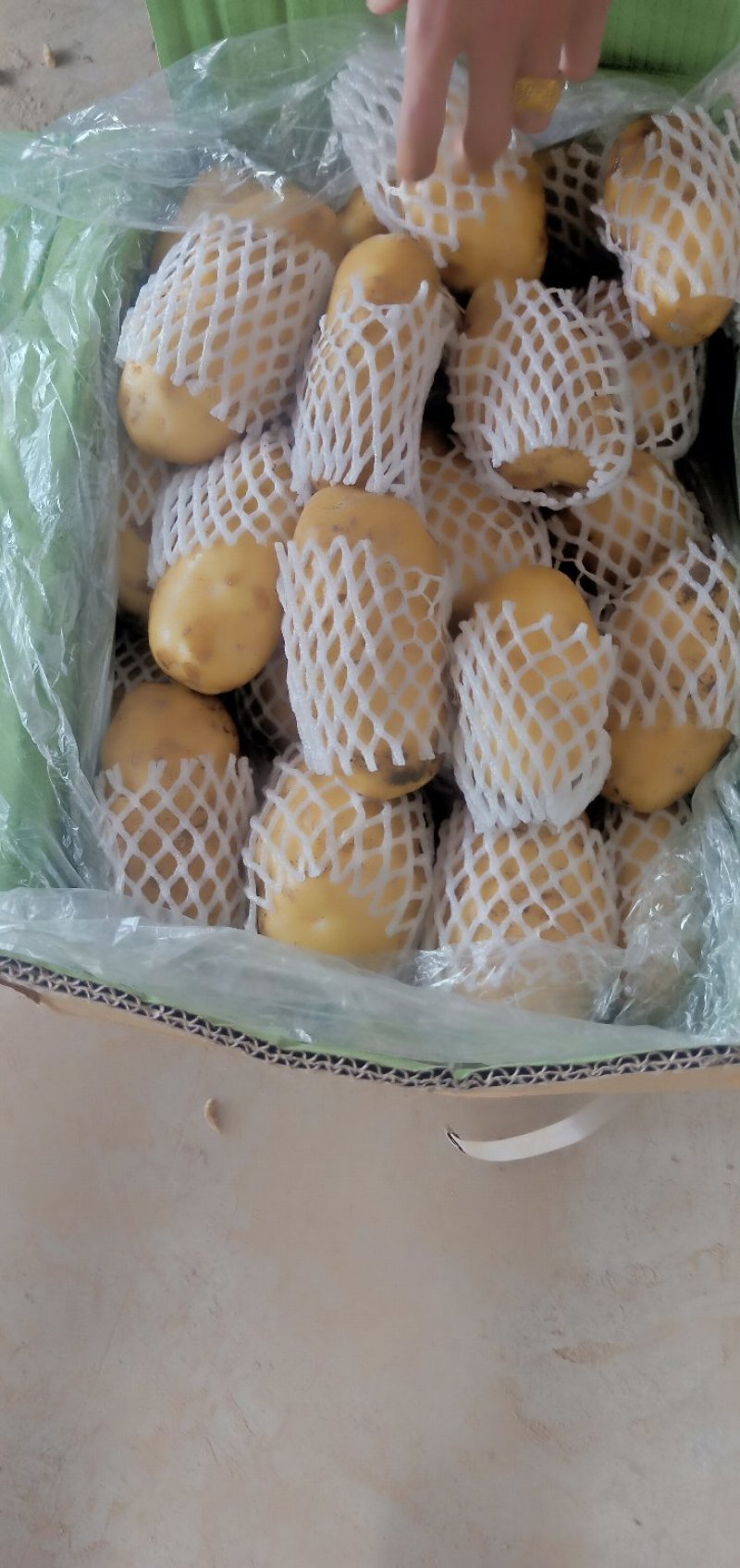 荷兰15土豆大量上市，精品，货源稳定，走货快。欢迎来电。