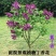 丁香花树苗四季开花浓香南北方室内盆栽大型户外庭院绿化园林