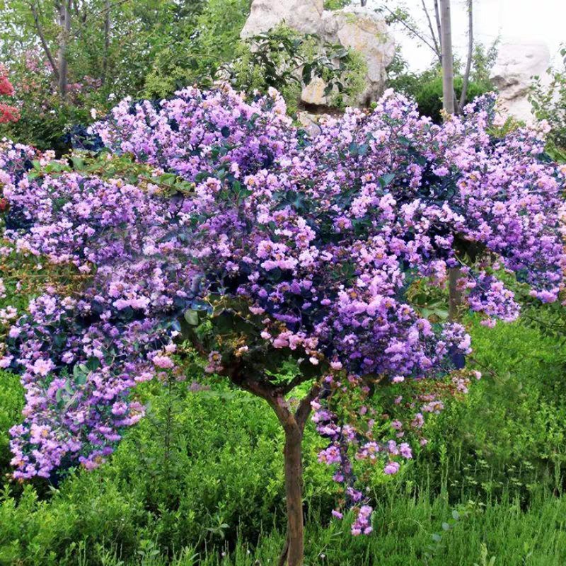 丁香花树苗四季开花浓香南北方室内盆栽大型户外庭院绿化园林