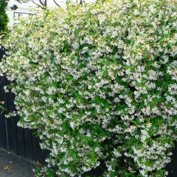 【聚便宜】风车茉莉花苗四季不落叶爬藤植物络石藤攀爬盆栽