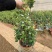 【聚便宜】风车茉莉花苗四季不落叶爬藤植物络石藤攀爬盆栽