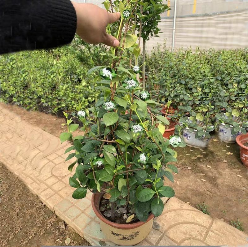 【聚便宜】风车茉莉花苗四季不落叶爬藤植物络石藤攀爬盆栽
