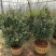 【聚便宜】风车茉莉花苗四季不落叶爬藤植物络石藤攀爬盆栽