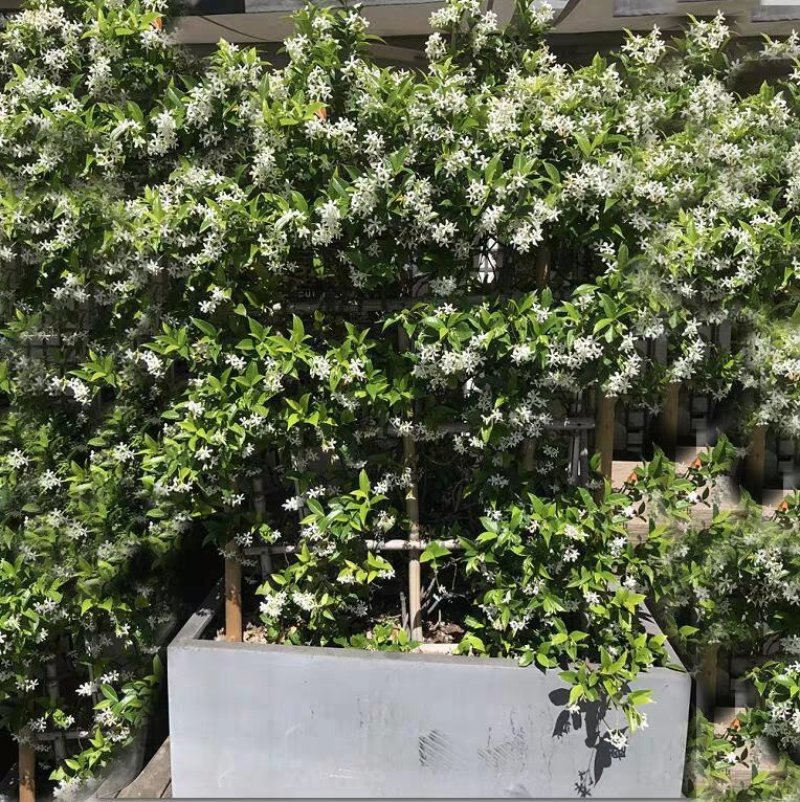【聚便宜】风车茉莉花苗四季不落叶爬藤植物络石藤攀爬盆栽
