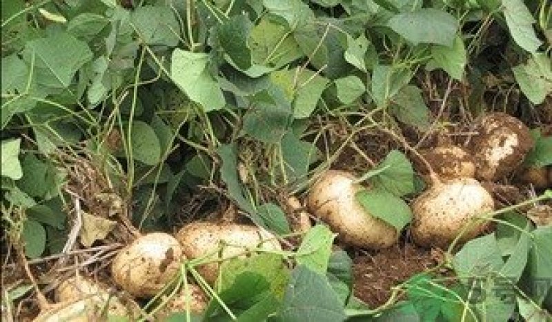 豆薯