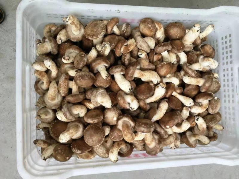 香菇