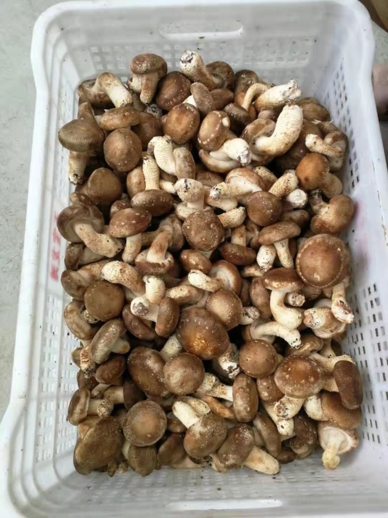 香菇