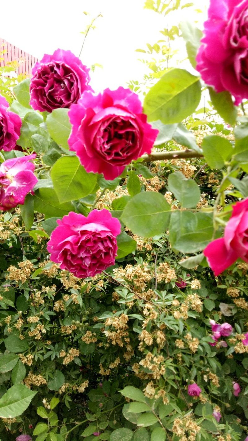 藤本月季爬藤植物浓香型四季开花紫袍玉带月季花苗