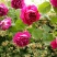藤本月季爬藤植物浓香型四季开花紫袍玉带月季花苗