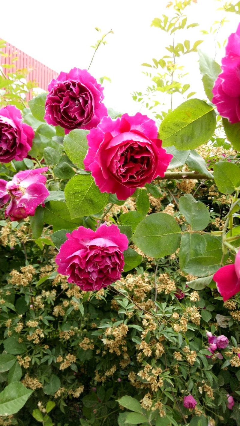 藤本月季爬藤植物浓香型四季开花紫袍玉带月季花苗
