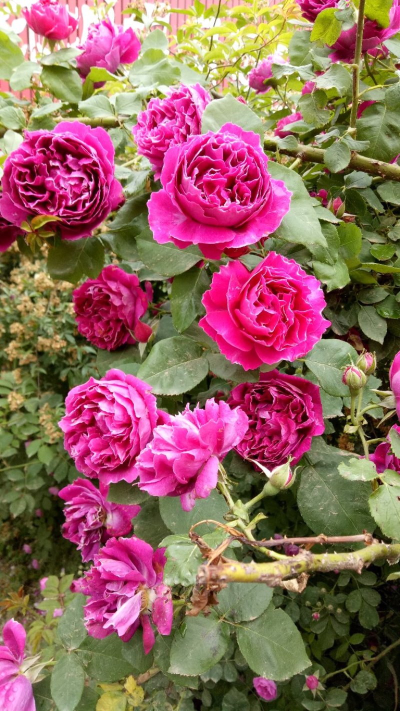 藤本月季爬藤植物浓香型四季开花紫袍玉带月季花苗