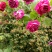 藤本月季爬藤植物浓香型四季开花紫袍玉带月季花苗