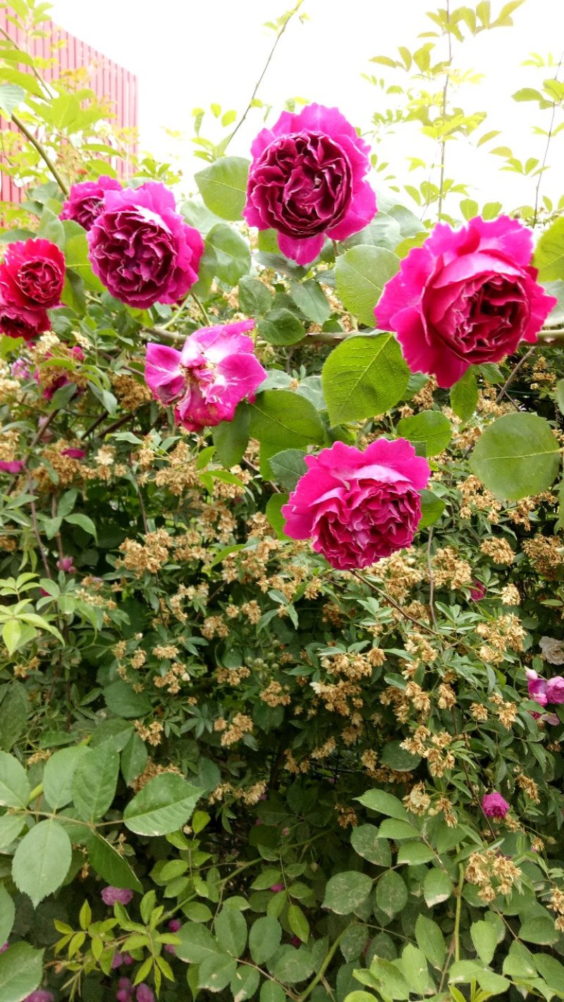 藤本月季爬藤植物浓香型四季开花紫袍玉带月季花苗