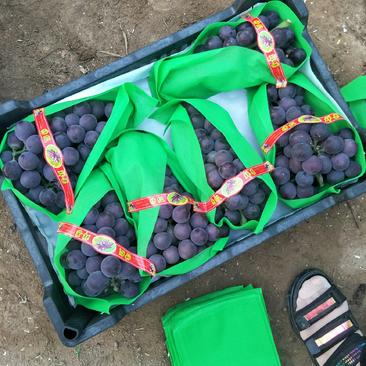 现已大量上市优质套袋巨峰葡萄，辽峰葡萄，有需要的联系