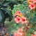 凌霄花苗爬藤植物美国庭院花园攀援花卉阳台藤本盆栽
