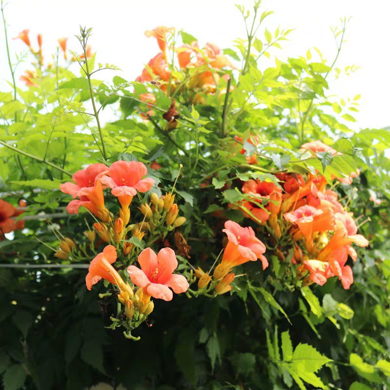 凌霄花苗爬藤植物美国庭院花园攀援花卉阳台藤本盆栽