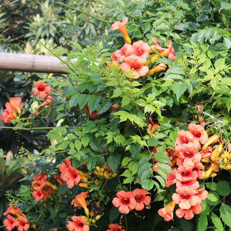 凌霄花苗爬藤植物美国庭院花园攀援花卉阳台藤本盆栽