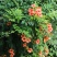凌霄花苗爬藤植物美国庭院花园攀援花卉阳台藤本盆栽