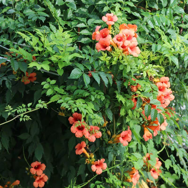 凌霄花苗爬藤植物美国庭院花园攀援花卉阳台藤本盆栽