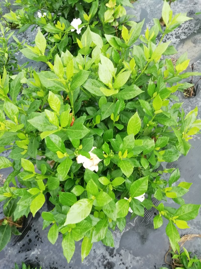 栀子花