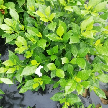 栀子花