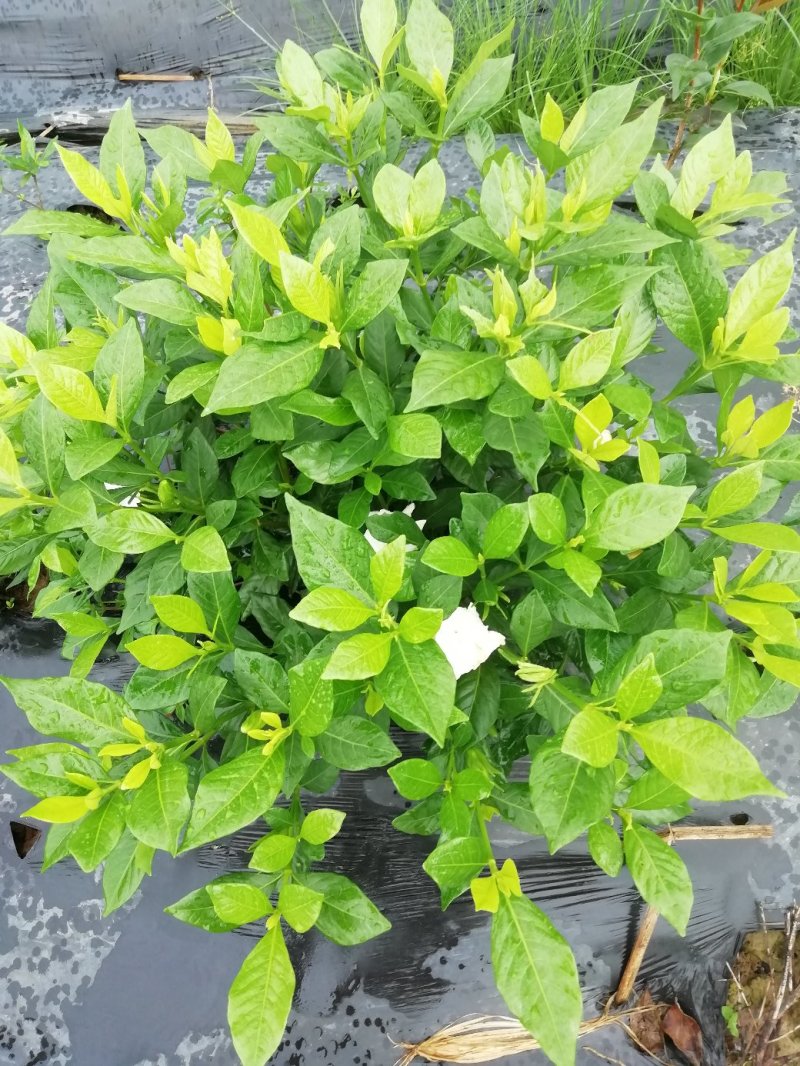 栀子花