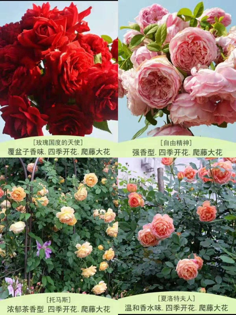 欧月爬藤藤本月季大苗四季开花不断别墅庭院爬墙植物拱门蔷薇