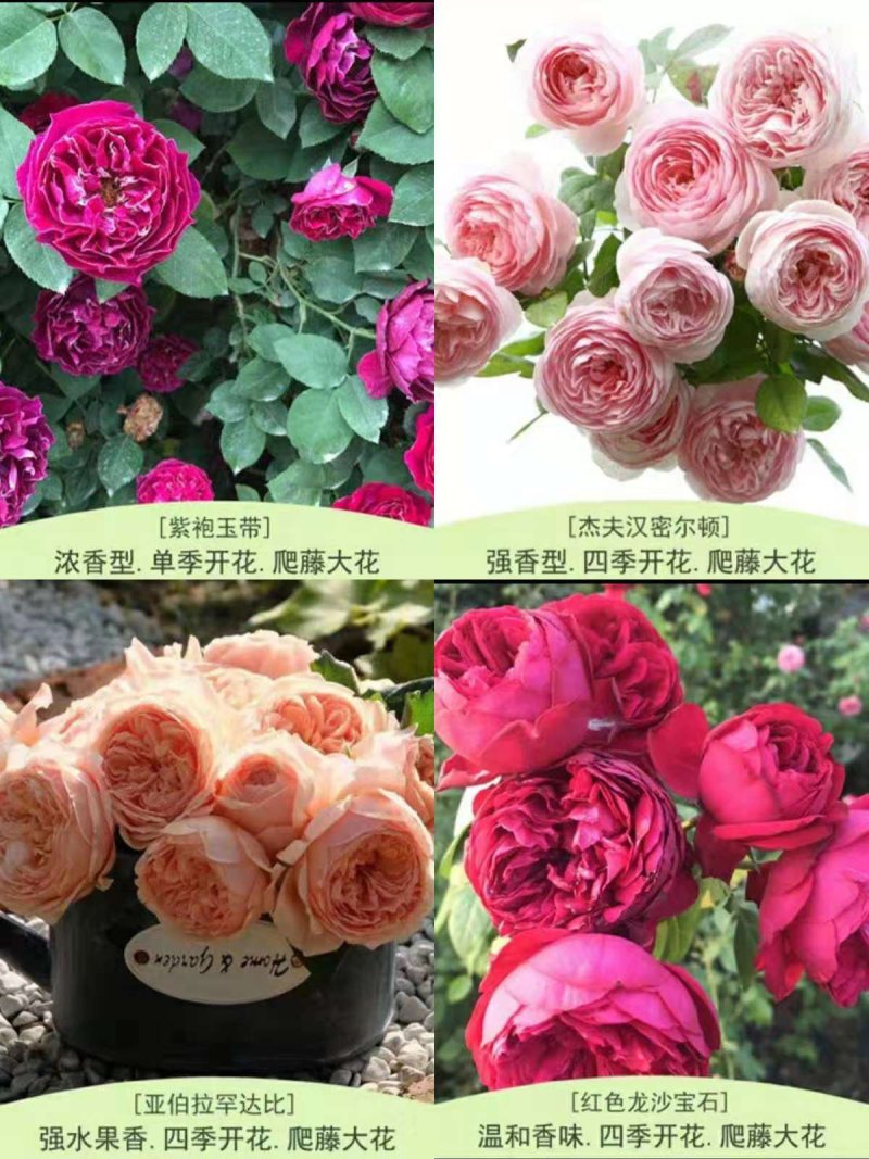 欧月爬藤藤本月季大苗四季开花不断别墅庭院爬墙植物拱门蔷薇
