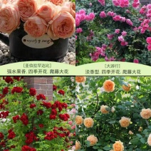 欧月爬藤藤本月季大苗四季开花不断别墅庭院爬墙植物拱门蔷薇