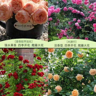 欧月爬藤藤本月季大苗四季开花不断别墅庭院爬墙植物拱门蔷薇