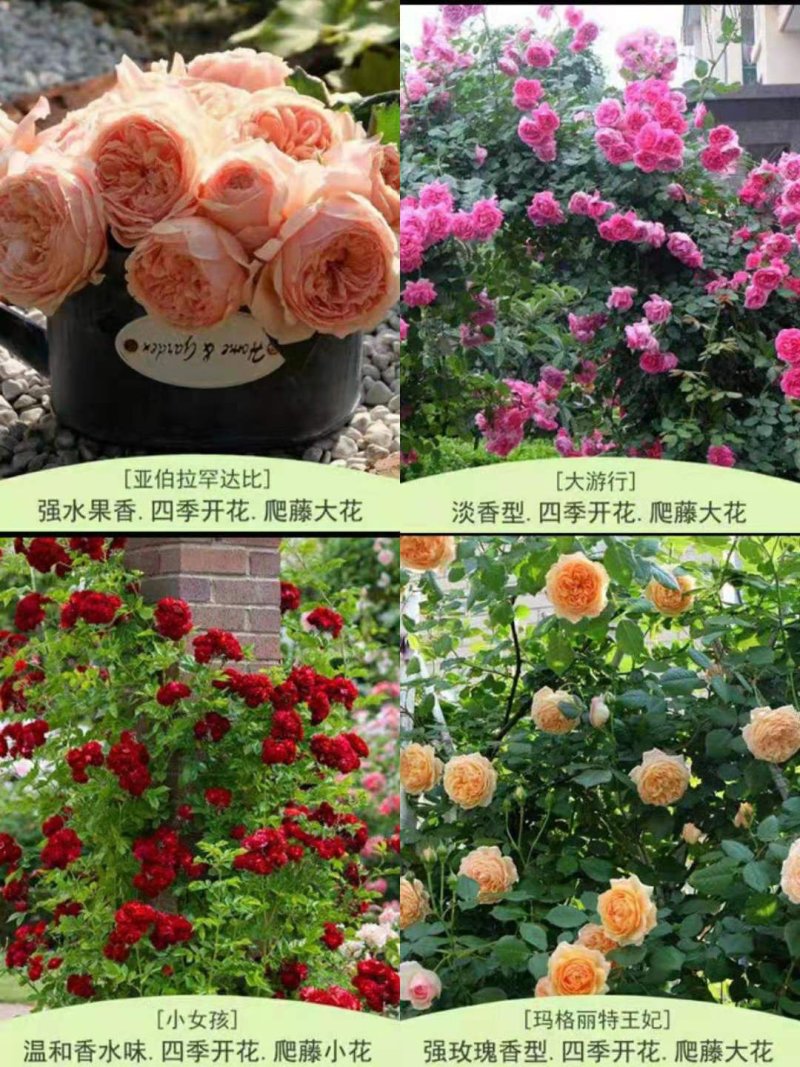 欧月爬藤藤本月季大苗四季开花不断别墅庭院爬墙植物拱门蔷薇