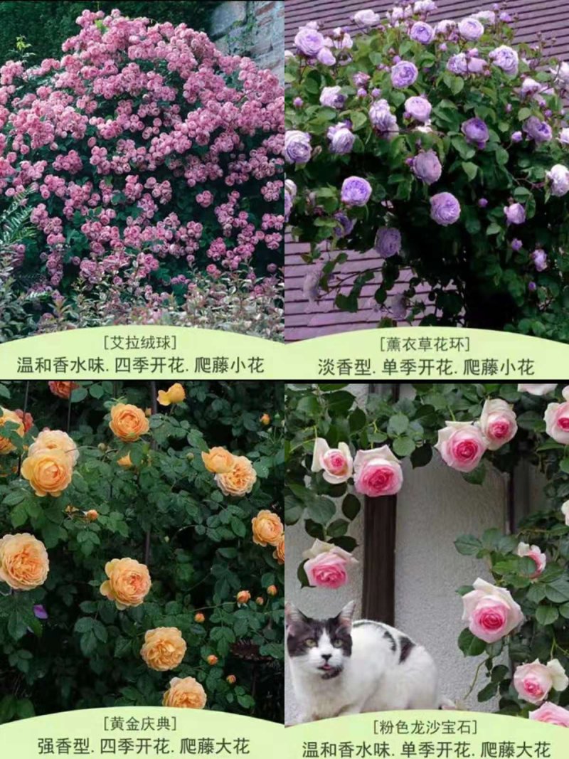 欧月爬藤藤本月季大苗四季开花不断别墅庭院爬墙植物拱门蔷薇