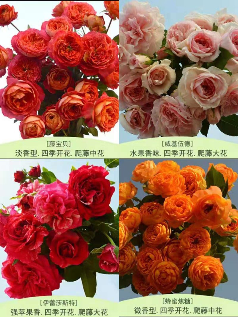 欧月爬藤藤本月季大苗四季开花不断别墅庭院爬墙植物拱门蔷薇