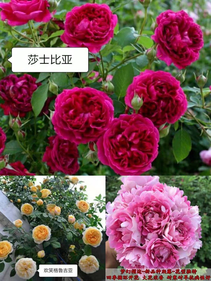 欧月爬藤藤本月季大苗四季开花不断别墅庭院爬墙植物拱门蔷薇