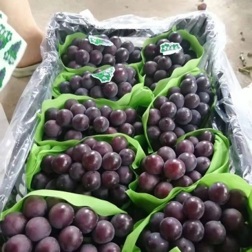 葡萄