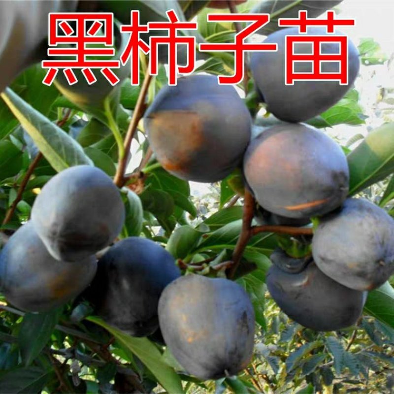 黑柿苗，脆甜，摘下就可以吃，品质保证，免费后期指导