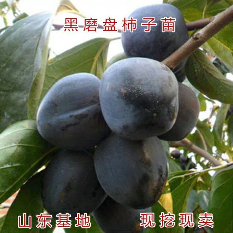 黑柿苗，脆甜，摘下就可以吃，品质保证，免费后期指导