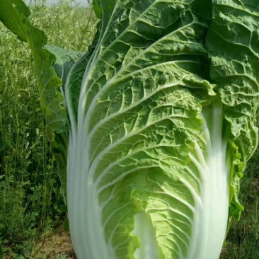 玲珑黄白菜