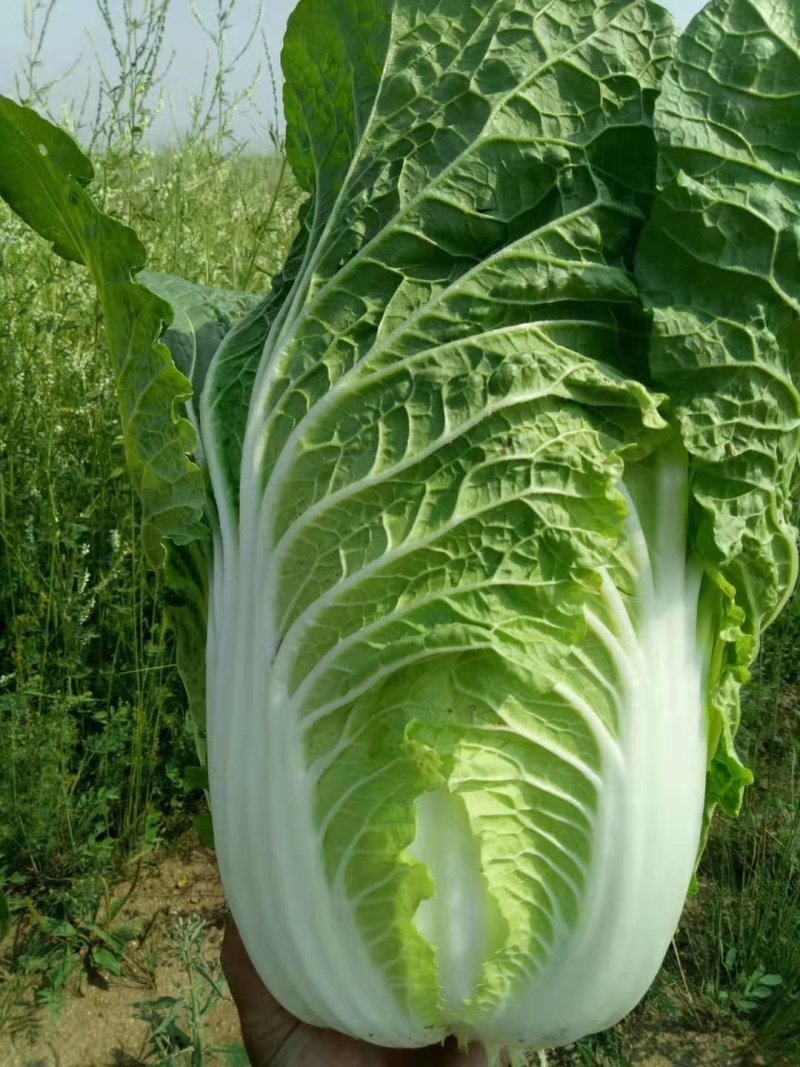 玲珑黄白菜