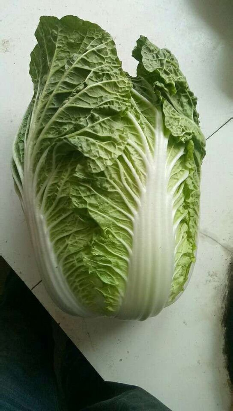 玲珑黄白菜