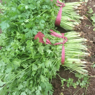 蔬菜