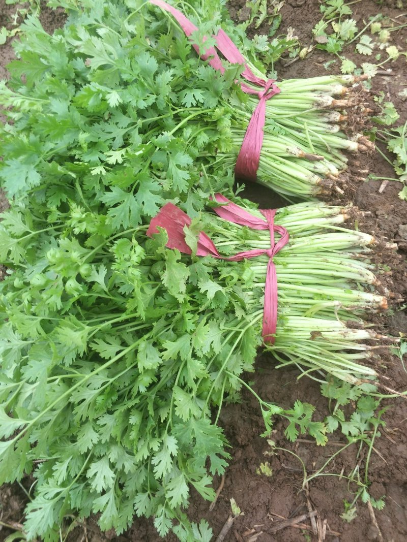 蔬菜