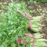 蔬菜